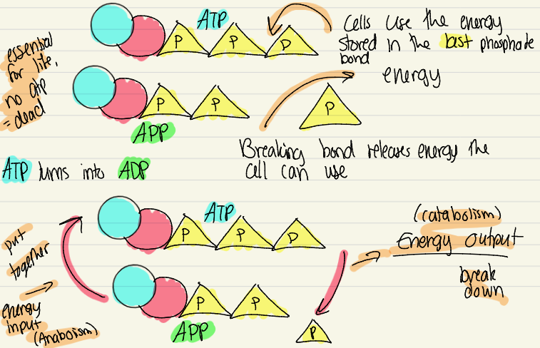 <p>ATP</p>
