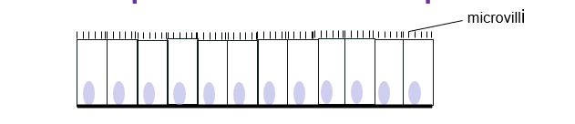 <p>basally located nuclei</p><p>major function: absorption &amp; secretion, often with surface modifications e.g., microvilli to increase SA</p><p>location: gastrointestinal tract</p>