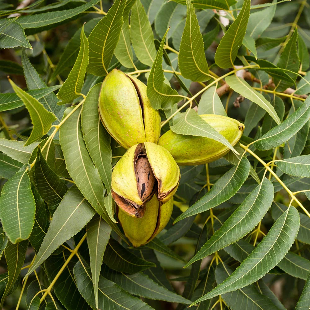 <p>Large tree, odd pinnately compound leaves, distal leaflets are longer and bigger, serrated margins, lanceolate curved sickle-like leaflets, buds are pubescent and brown, lateral buds stick out from twig, alternate arrangement, bark has finely textured ridges and furrows, football-shaped nuts enclosed by 4-seemed dehiscent husks&nbsp;</p>