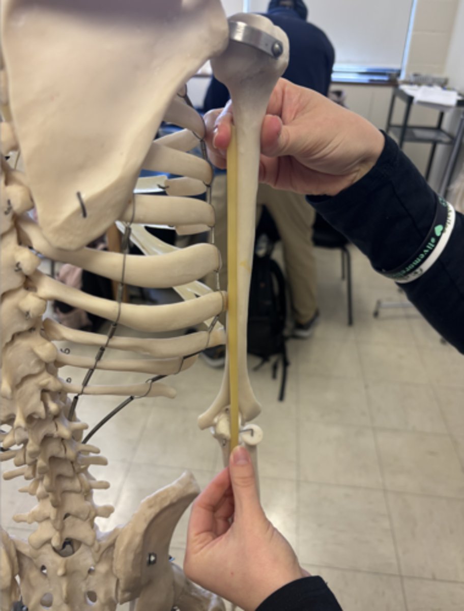 <p>What is this muscle?</p>