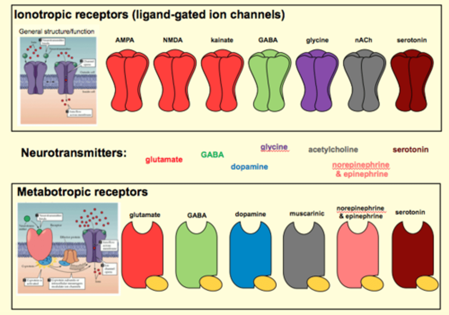 <p>Neurotransmitters can bind to more than one receptor</p>