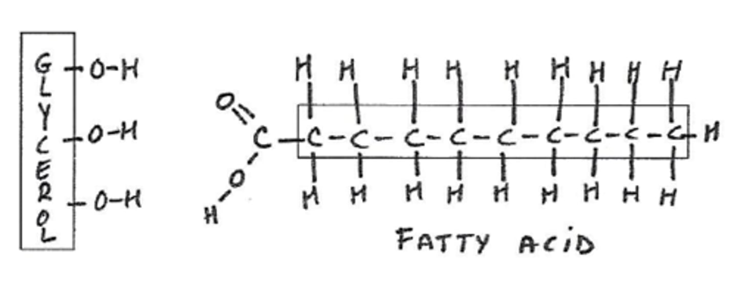 <p>glycerol and fatty acid tails</p>