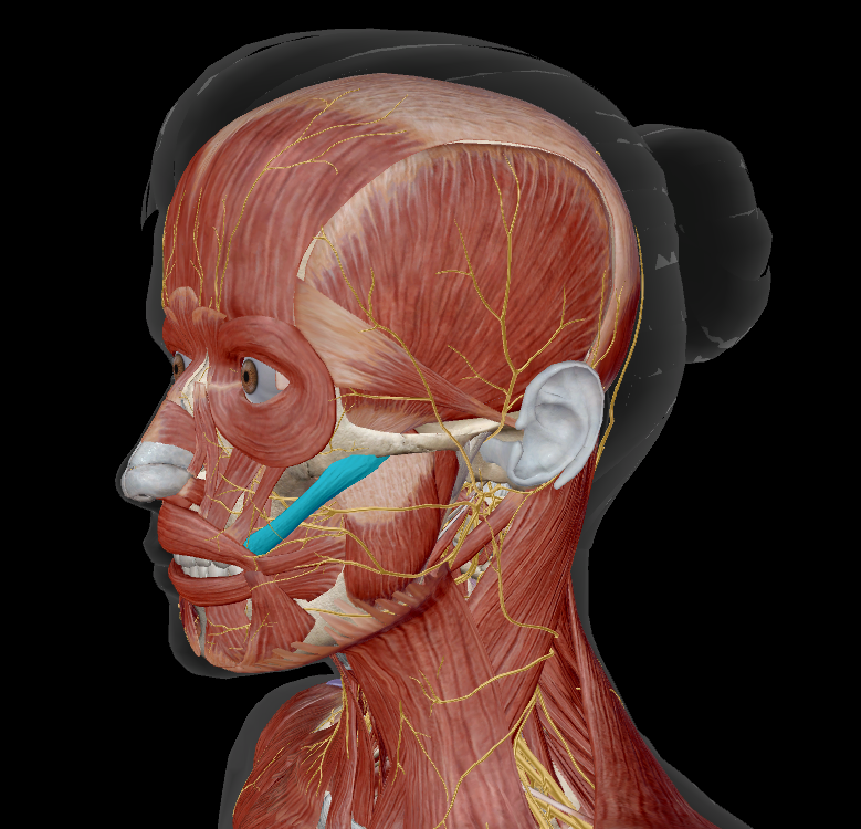 <p>name the muscle + action</p>