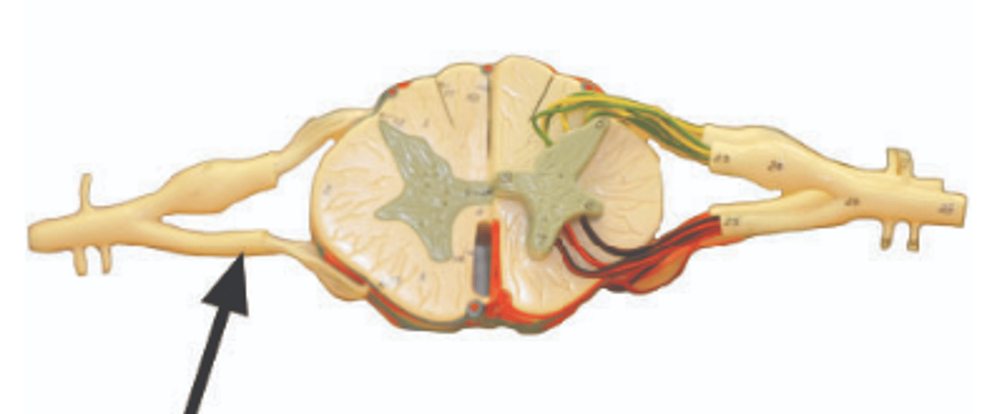 <p>Identify structure.</p>