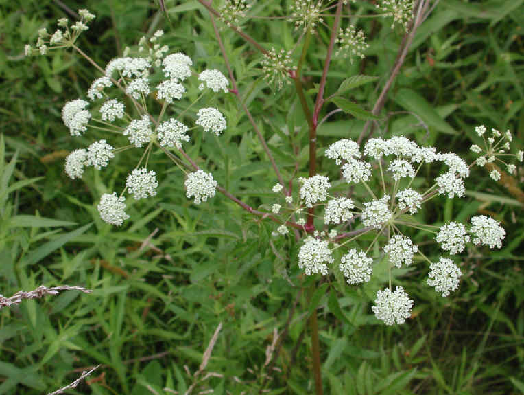 <p>Most toxic plant in north america, even touching it could be fatal</p><p>the toxin is cicutoxin a neurotoxin that can cause seizers </p>