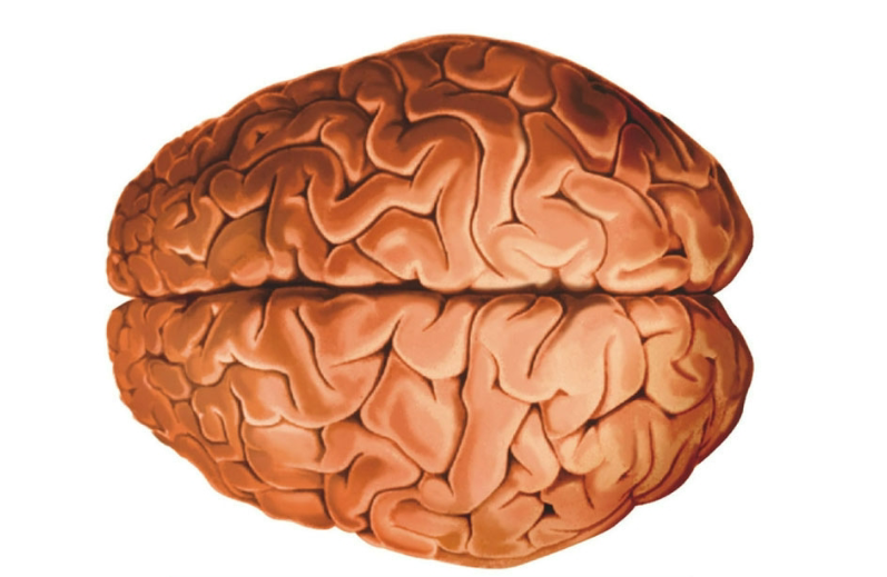 The surface of the brain shows its wrinkled cortex.