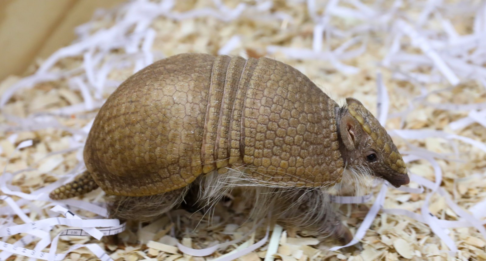 Southern three-banded armadillo
