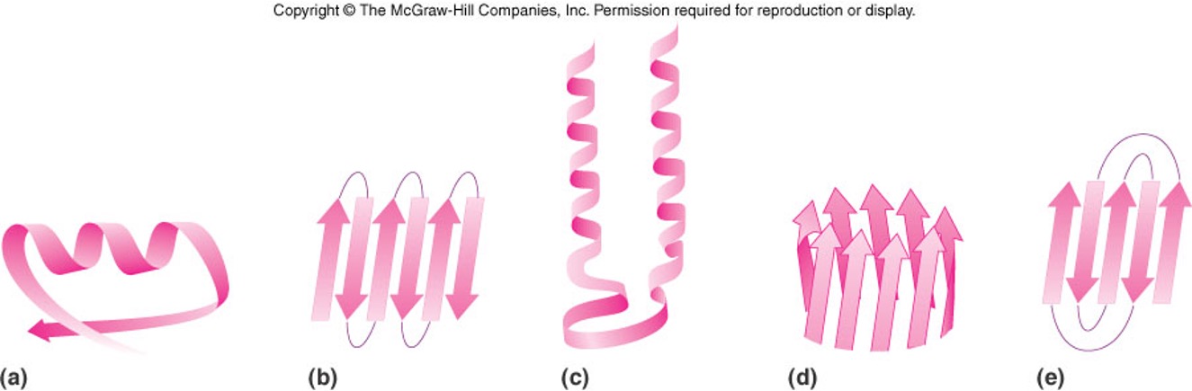 <p>(b)beta meander, (d)beta barrel, c helix turn helix</p>