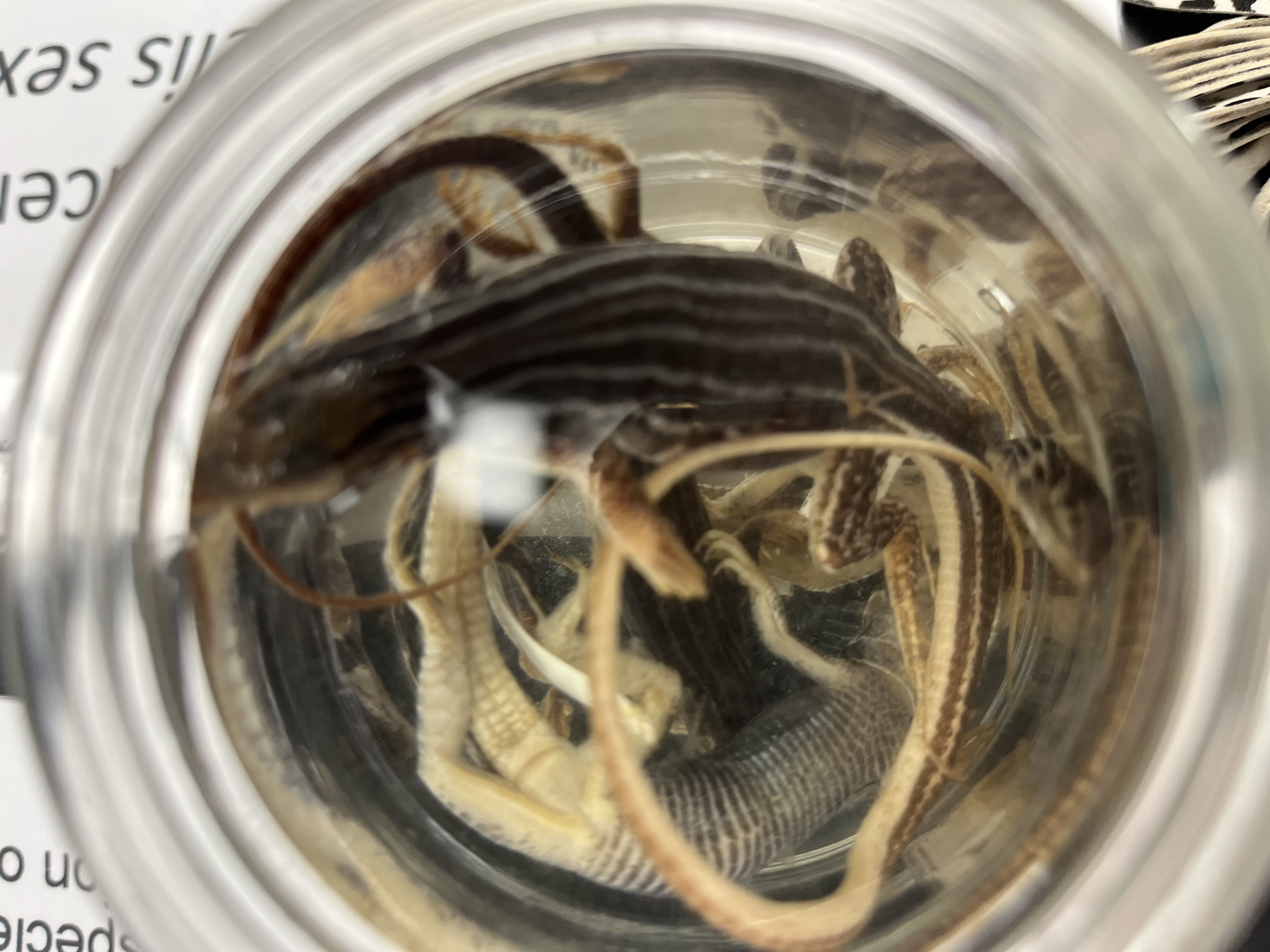 <ul><li><p>6 lines on back</p></li><li><p>fat belly</p></li><li><p>lined arms pointed head</p></li></ul><p></p>