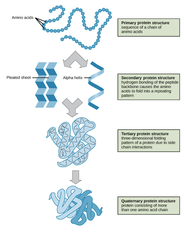 <p>proteins are made up of one or more polypeptide chains, which consist of amino acids. They can have primary, secondary, tertiary, and quaternary structures</p><ul><li><p><strong>primary:</strong> basic structure of a protein, arranged as polymers of amino acids in a linear chain</p></li><li><p><strong>secondary:</strong> three-dimensional arrangement of polypeptide chains created by folding</p><ul><li><p>hydrogen bonding of the peptide backbone causes the amino acids to fold into a repeating pattern</p></li></ul></li><li><p><strong>tertiary:</strong> three-dimensional shape of a protein created by attraction between folded polypeptides</p><ul><li><p>three-dimensional folding pattern of a protein due to side chain interactions</p></li></ul></li><li><p><strong>quarternary:</strong> three-dimensional structure of a protein made up of two or more polypeptide chains (folded or pleated) that are linked to create a complex but very specific shape</p><ul><li><p>protein consisting of one or more amino acid chain</p></li></ul></li></ul>