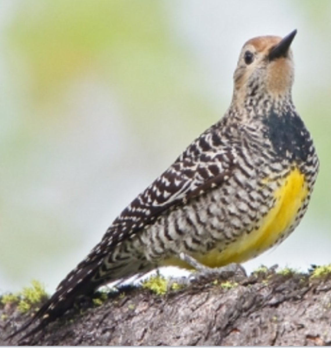 <p>Coniferous forests</p>