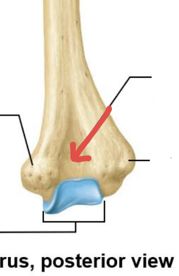 <p>what is this part of the humerus?</p>