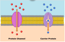 <p>Facilitated = with help</p><p>Movement of large, charged, or hydrophilic particles through protein channels or by carrier proteins from HIGH to LOW concentration</p><p>No energy needed</p><h2 collapsed="false"><img src="https://knowt-user-attachments.s3.amazonaws.com/4477a8a9-4ee2-48b0-80d5-04f1bba701e0.jpeg"></h2>