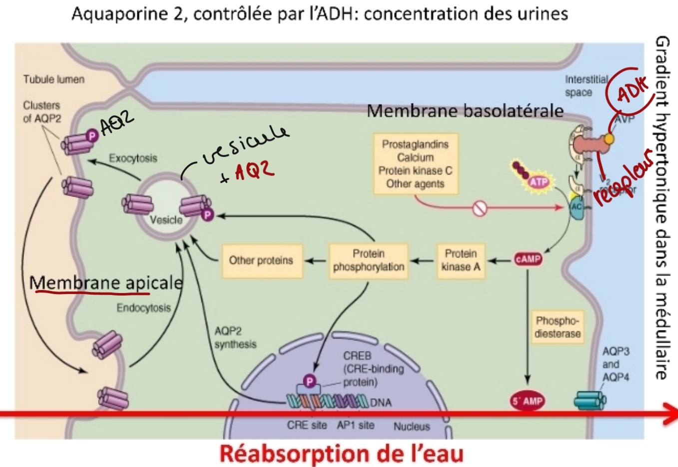 <ol><li><p>ADH antiduéretique, Σ hypophyse (prot hydrosoluble) endocrinienne (sg)</p></li><li><p class="has-focus">recept m̸ basolatéral → chaine de raction</p></li><li><p class="has-focus">réponce cell : AQ2 sur m̸ apical => cell épithéliale très perméable a l’eau</p></li></ol><p class="has-focus">concentration des urine</p><p></p>