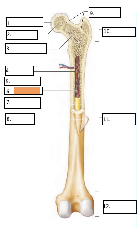 <p>6</p>