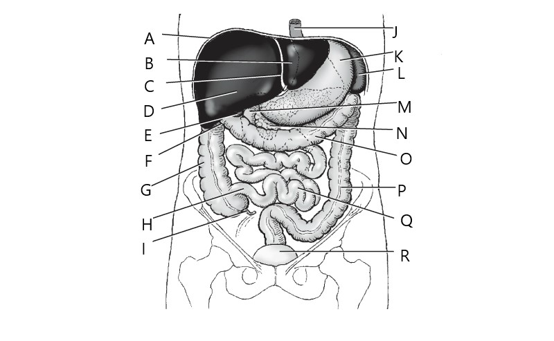 <p>N</p>