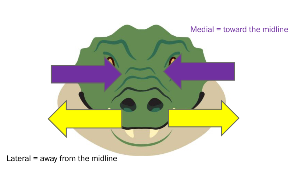 <ul><li><p>3 axes: anterior-posterior, dorsal-ventral, medial-lateral</p></li><li><p>Dorsal= towards back of body/top of head</p></li><li><p>Ventral= towards front of body/bottom of head</p></li><li><p>Anterior/rostral= towards front end of body (nose)</p></li><li><p>Posterior/caudal- towards tail</p></li><li><p>Medial= toward midline</p></li><li><p>Lateral= away from midline</p></li></ul><p></p>