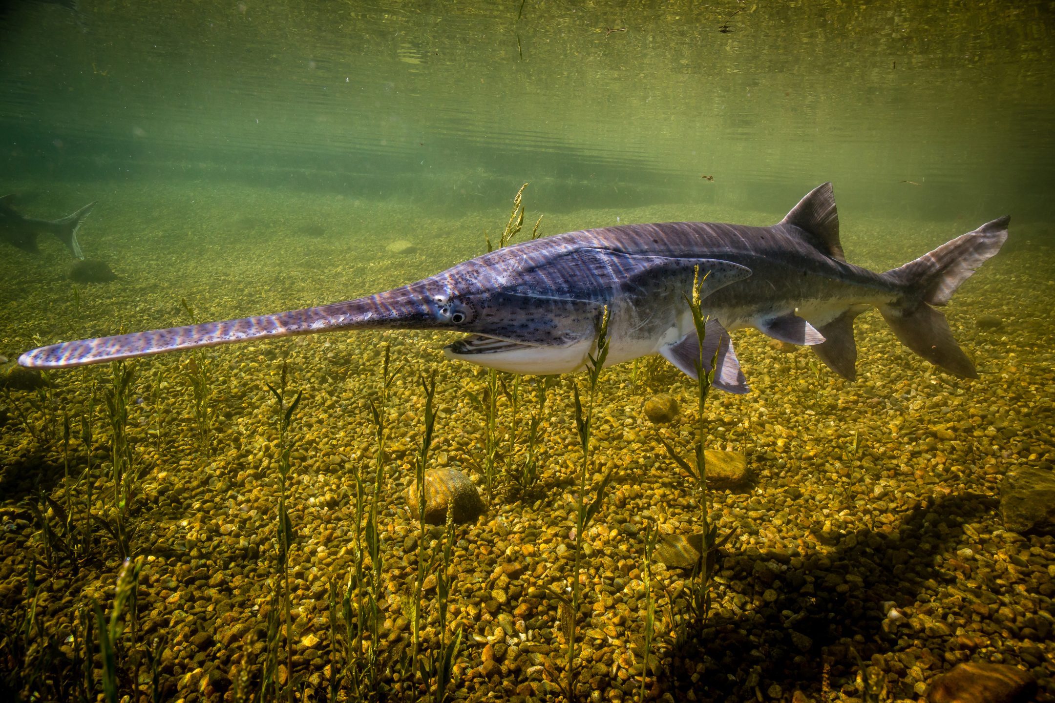 <p>paddlefishes</p>
