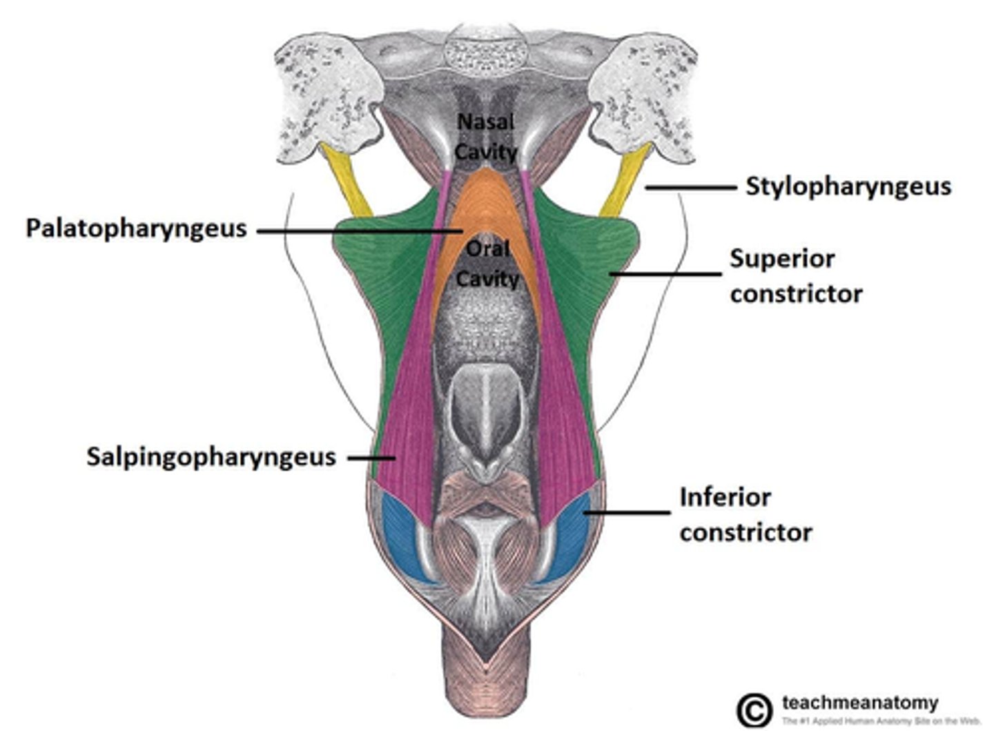 <p>Origin: palatine aponeurosis of the soft palate.</p><p>Insertion: lateral walls of the pharynx.</p>