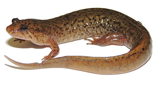 <p>Caudata : Plethodontidae : Plethodontinae</p>