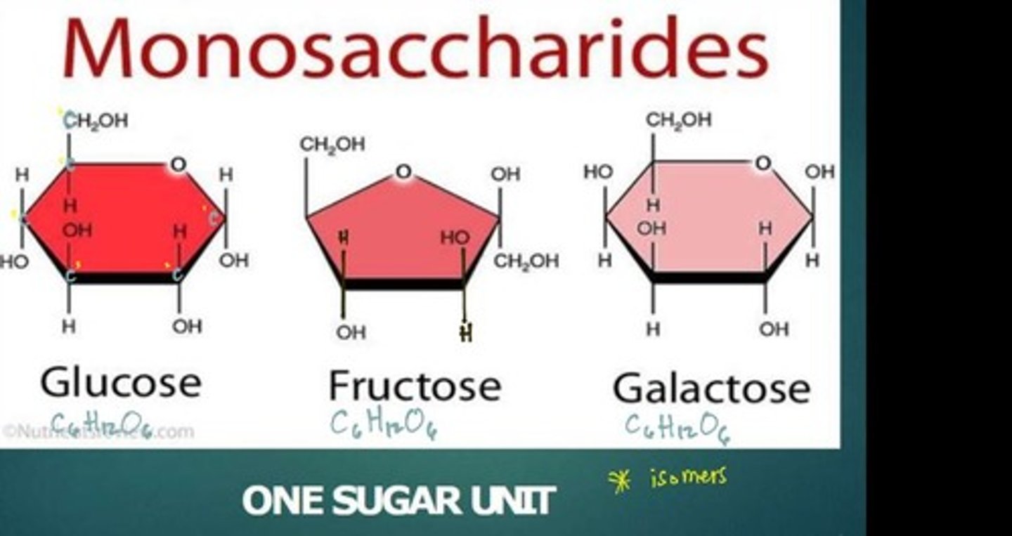 <p>Carbohydrates, Lipids, Proteins, Nucleic Acids</p>