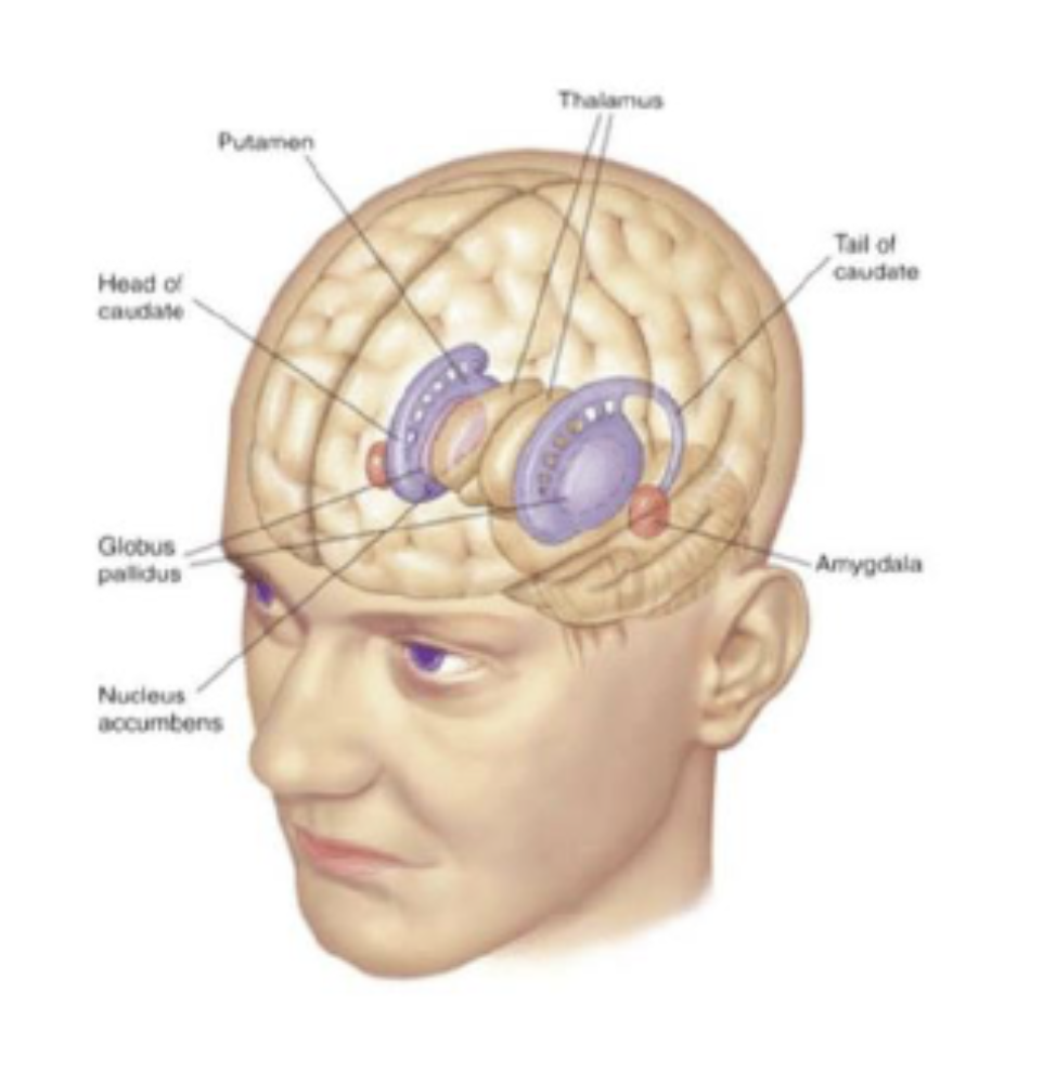 <ul><li><p>striatum: putamen + caudate nucleus;</p></li><li><p>globus pallidus;</p></li><li><p>nucleus accumbens;</p></li></ul><p></p>
