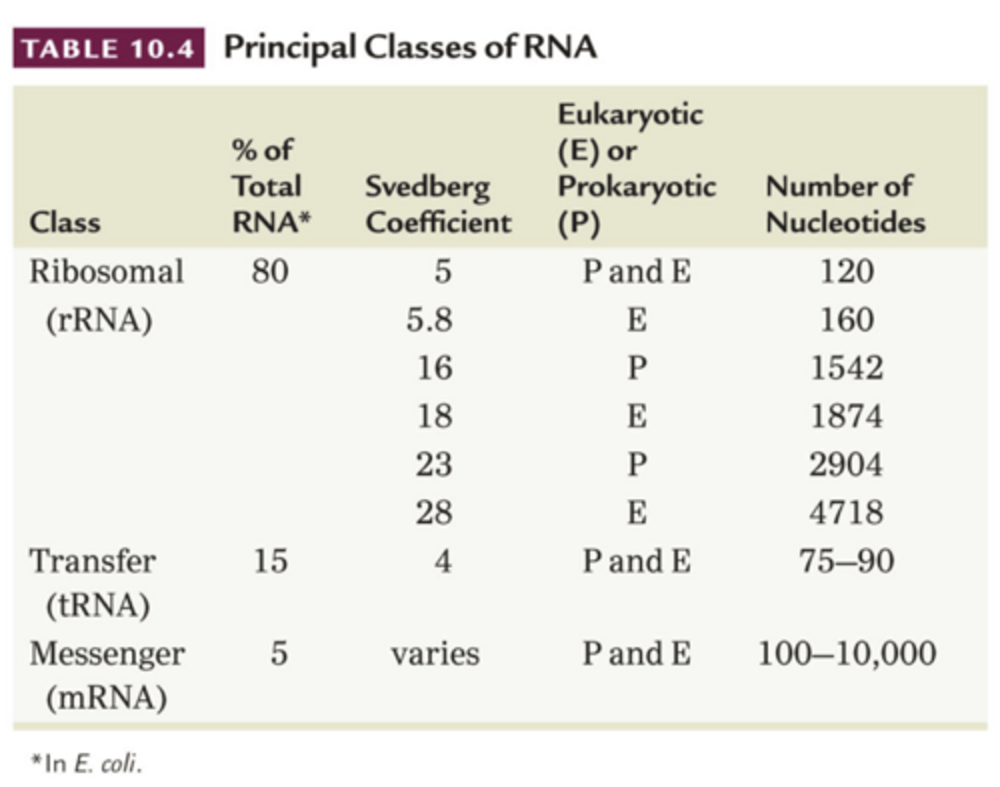 <p>rRNAs: ribosomal RNAs</p><p>- structural components of ribosomes for protein synthesis</p><p>mRNAs: messenger RNAs</p><p>- template for protein synthesis</p><p>- carry genetic information from gene to ribosome</p><p>tRNAs: transfer RNAs</p><p>- carry amino acids for protein synthesis</p>