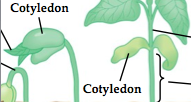 <ul><li><p>first leaf or first pair of leaves produced by the embryo of a seed plant</p></li><li><p>used to store food in a seed</p></li></ul>