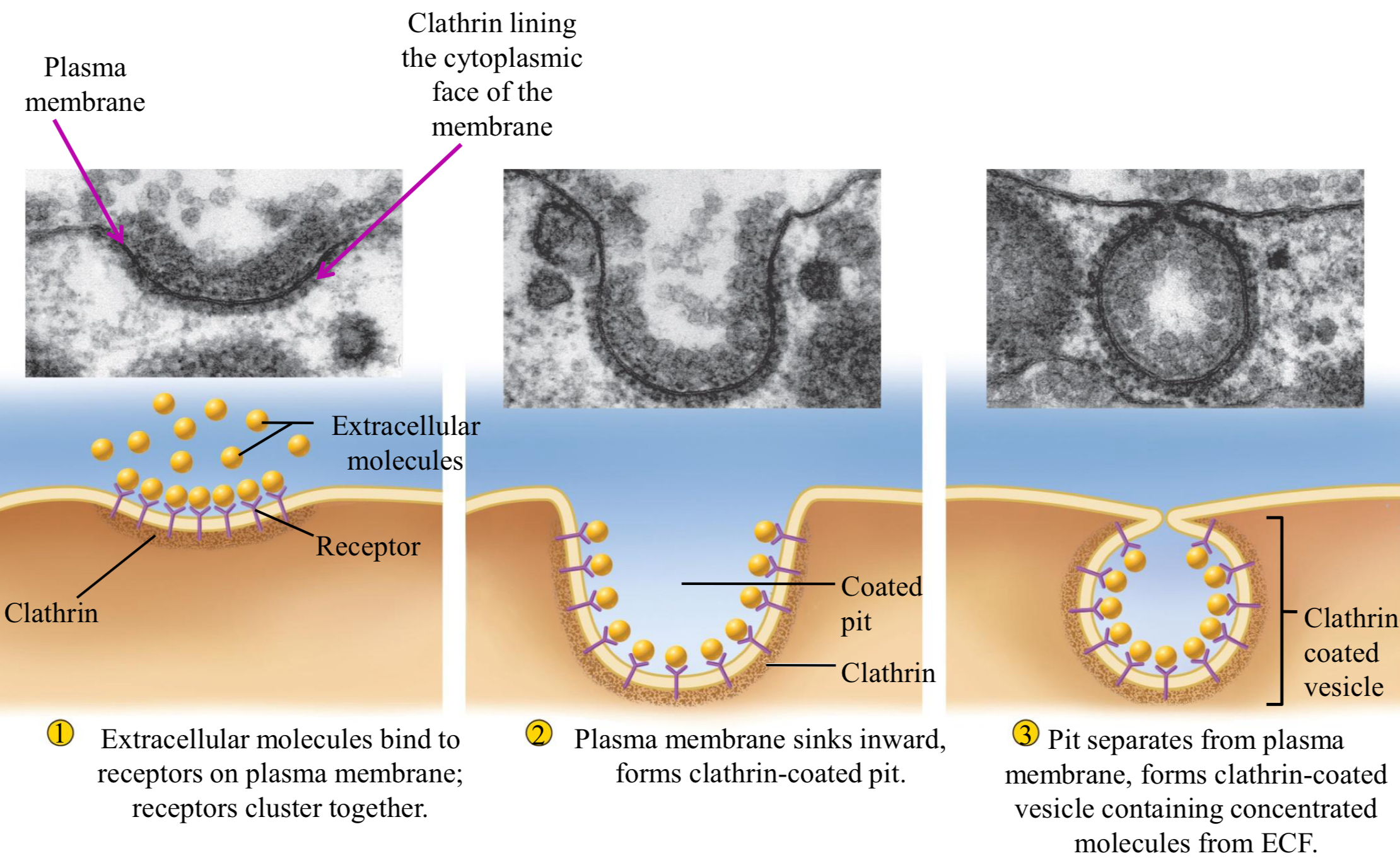 <ul><li><p>specific process where receptors bind specific ligands to be brought into cell</p></li><li><p>involves clathrin, which may…</p><ul><li><p>deposit contents into lumen of organelle</p></li><li><p>travel across cell + fuse with plasma membrane to release contents</p></li><li><p>fuse with endosomes <span data-name="arrow_right" data-type="emoji">➡</span> sorts content to Golgi or lysosomes</p></li></ul></li><li><p>steps</p><ul><li><p>extracellular molecules bind to receptors on plasma membrane; receptors cluster together</p></li><li><p>plasma membrane sinks inward, forms clathrin-coated pit</p></li><li><p>pit separates from plasma membrane, forms clathrin-coated vesicle containing concentrated molecules from ECF</p></li></ul></li></ul><p></p>