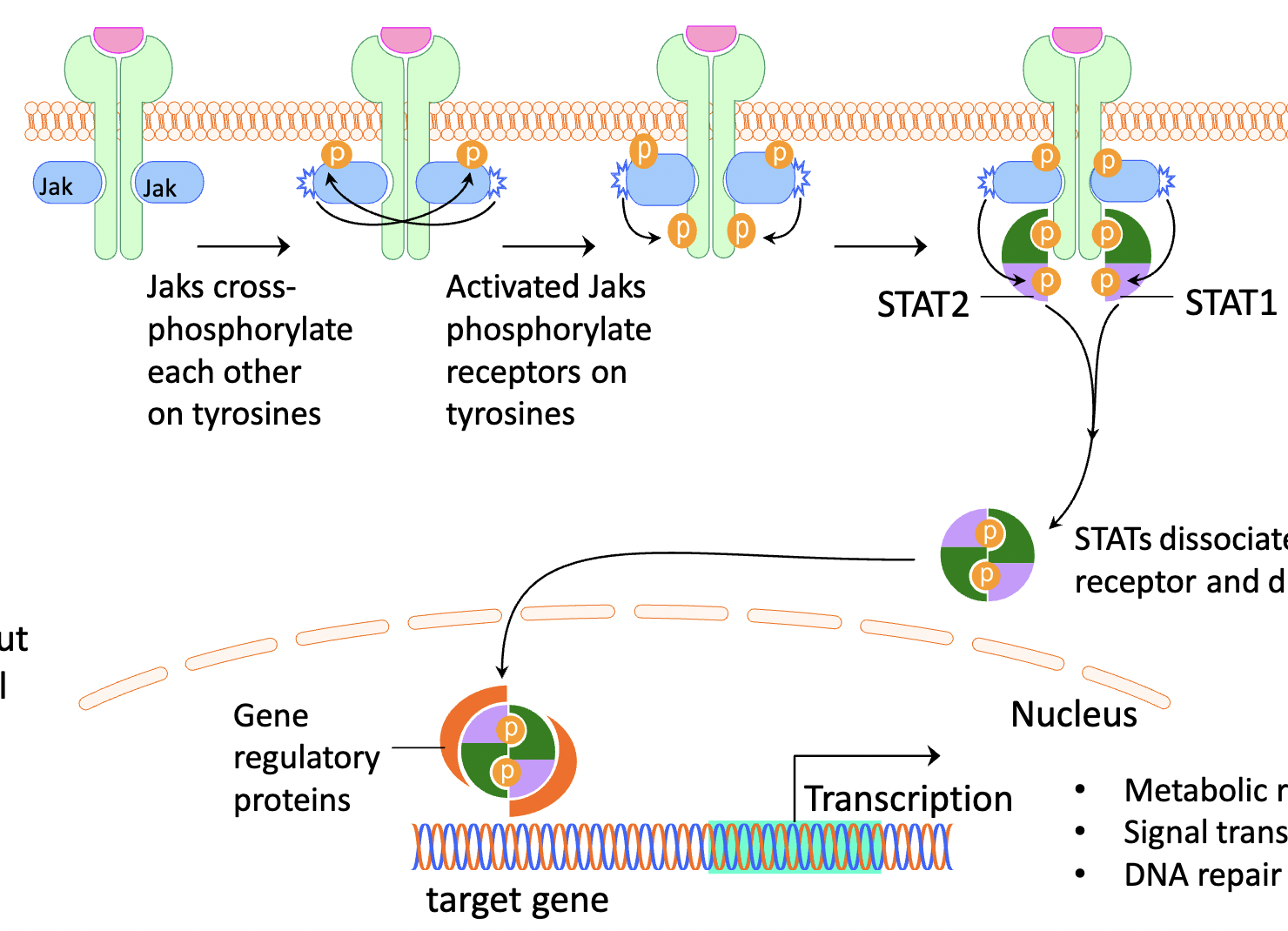 <p>Jak-Stat-Dimer process:<br>once Gh binds, Jaks cross phosphorylate eachother on tyrosine, once these Jaks are activates they will phosorylate the tyrosine receptors, now that the tyrosine receptor is activated it will attract Stat 1 and Stat2 molecules, once they are phosphorylates, they will leave and make a dimer which then are transported to the nucleus to start transcription </p>