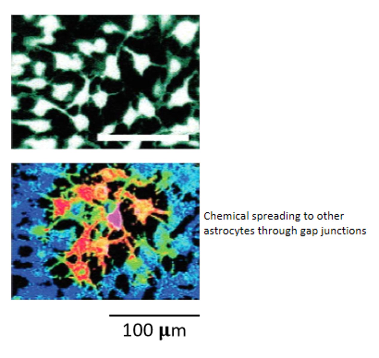 <p>astrocytes are connected to other astrocytes via gap junctions</p><p>- groups of 50-100 electrically coupled astrocytes can be regulated together</p><p>- exclusive, forming microdomains of 200-300 um</p>