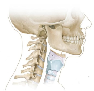 <p>anterior skeleton</p><p>posterior skeleton </p>
