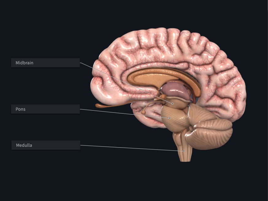 <p><strong>Brain</strong></p><p>• From a superior view, the cerebrum is essentially divided into quarters by the <em>_____ longitudinal cerebral fissure</em> and the <em>coronal central sulcus</em>. The <em>_____ sulcus</em> separates the <em>frontal lobes</em> (anteriorly) from the <em>parietal lobes</em> (posteriorly). In a lateral view, these lobes lie superior to the <em>transverse</em> <em>lateral sulcus</em> and the <em>temporal lobe</em> inferior to it. The posteriorly placed <em>occipital lobes</em> are separated from the parietal and temporal lobes by the plane of the parieto-occipital sulcus</p>