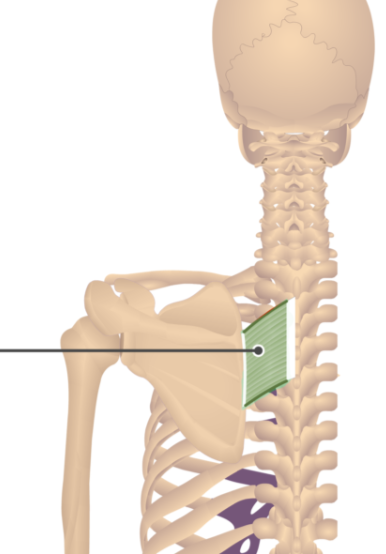 <p>Rhomboid Major </p>
