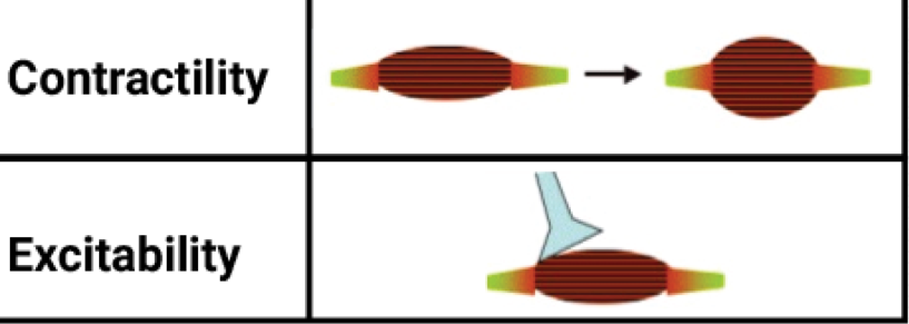<p>Property of muscle being sensitive or responsive to chemical, electrical, or mechanical stimuli</p>