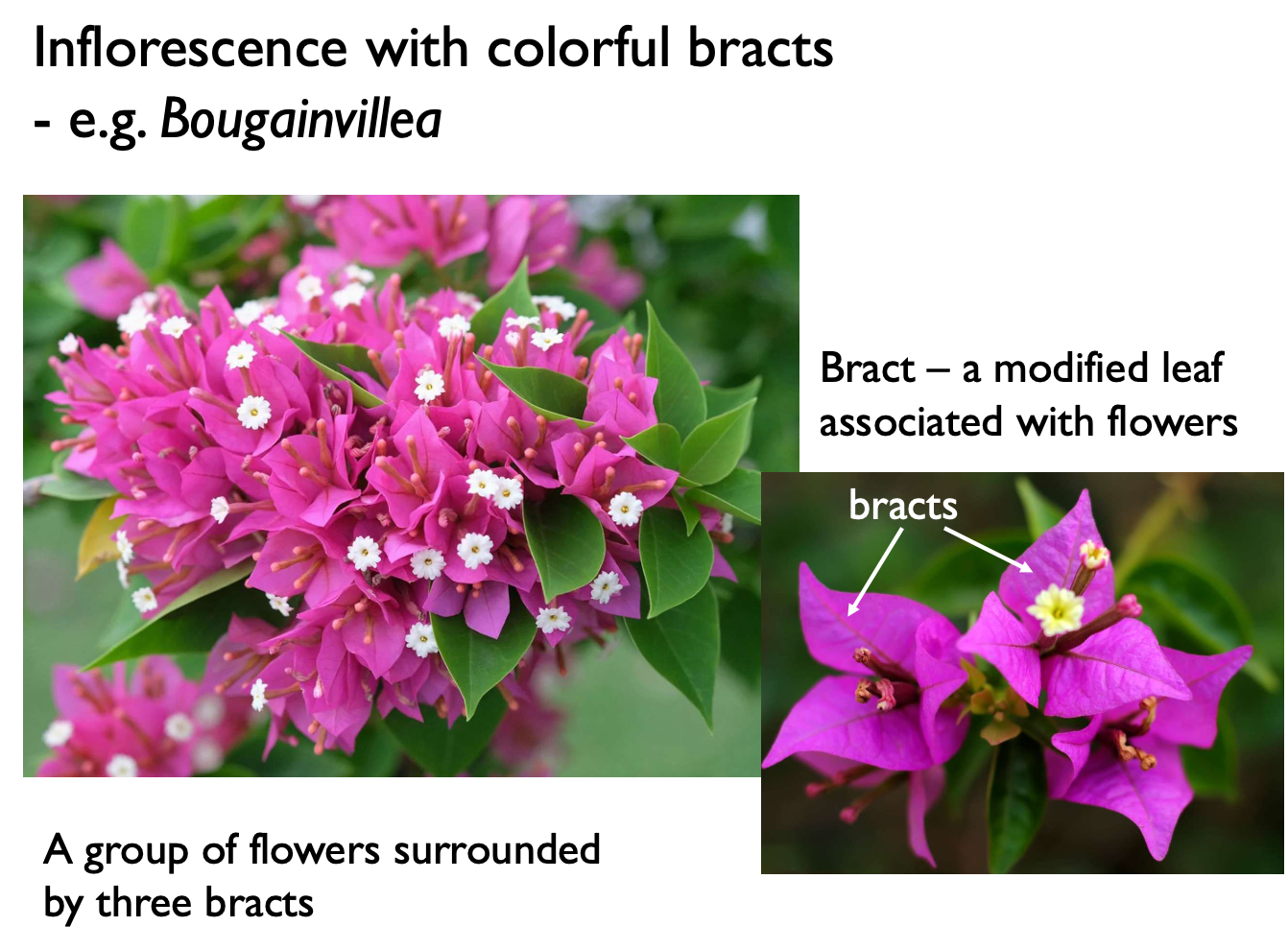 <p>Modified leaf associated with flowers.</p>