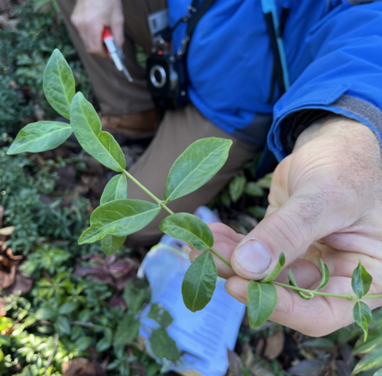 <p>stolens, opposite leaves, groundcover</p>