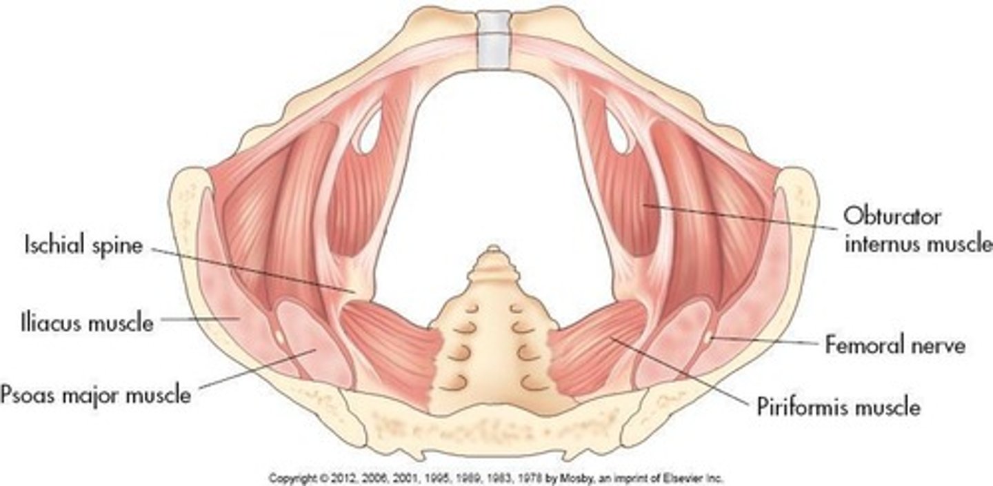 <p>A muscle forming the posterolateral wall of the pelvis.</p>