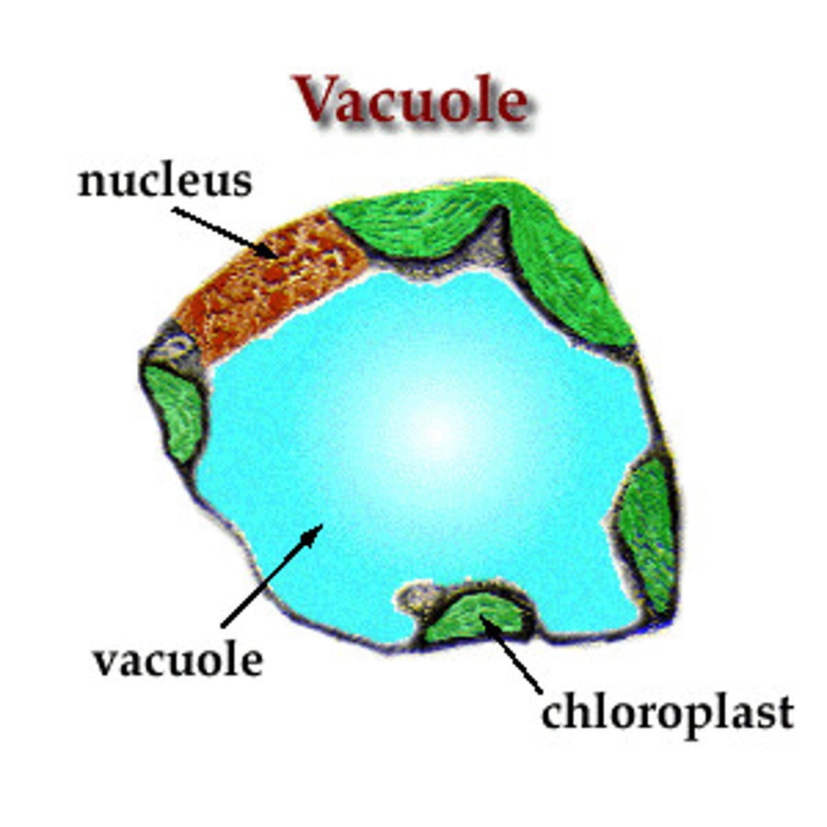 <p>organelle that stores water, nutrients and waste</p>