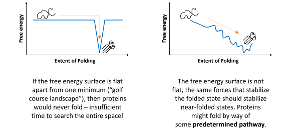 <ul><li><p>it may be defective in some human diseases</p></li><li><p>it may involve a gradually decreasing range of conformational species</p></li><li><p>it may involve initial formation of a highly compact state</p></li><li><p>it may involve initial formation of local secondary structure</p></li></ul><p></p>