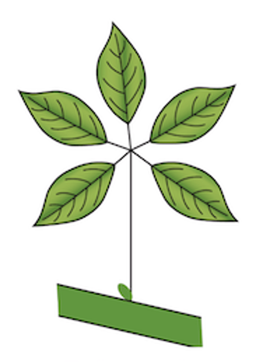 <p>Explain the type of leaf complexity this leaf possesses (simple, compound, etc.)</p>