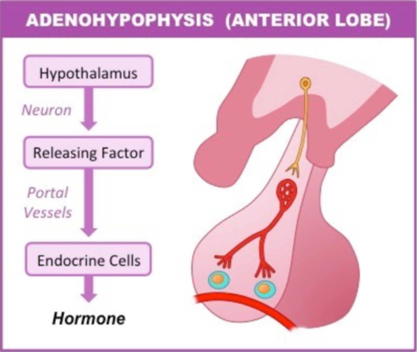 <p>glandular; produces its own</p>