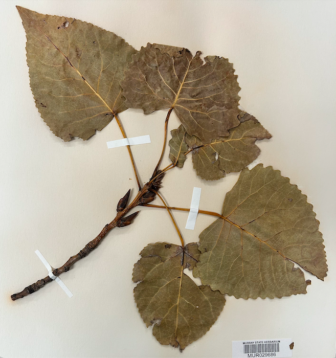 <p>Family? Genus?</p>