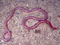 blind snakes (scolecophidia)

\

1. typically small
2. short, blunt tail often tipped with a spine and smooth scales
3. blunt head
4. vestigial eyes
5. retain vestiges of pevlic girdle
6. all oviparous