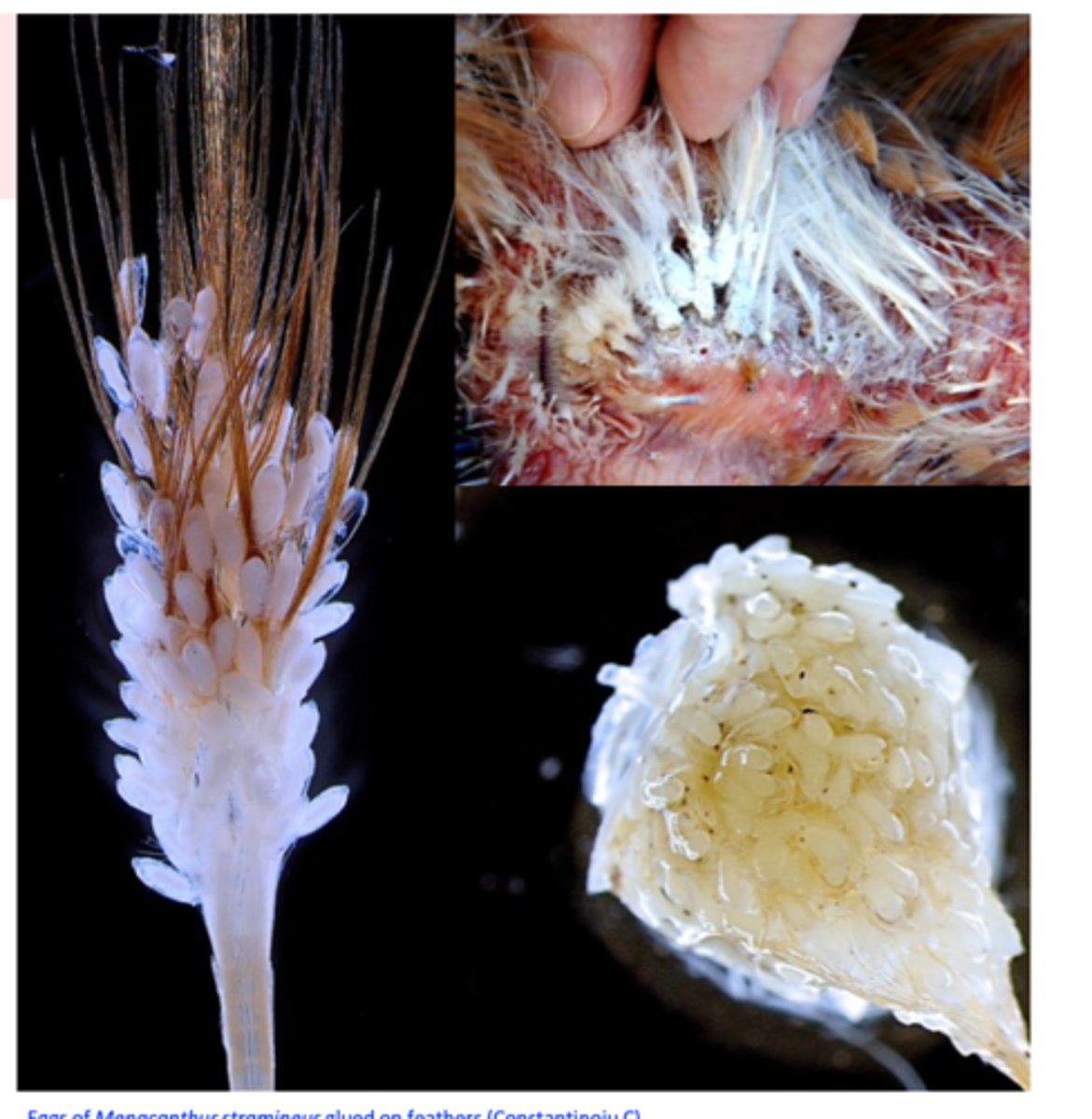 <p>All stages occur on the host;</p><p>Eggs are glued in clusters or individually at the base of feathers;</p><p>Completed in 3 weeks;</p>