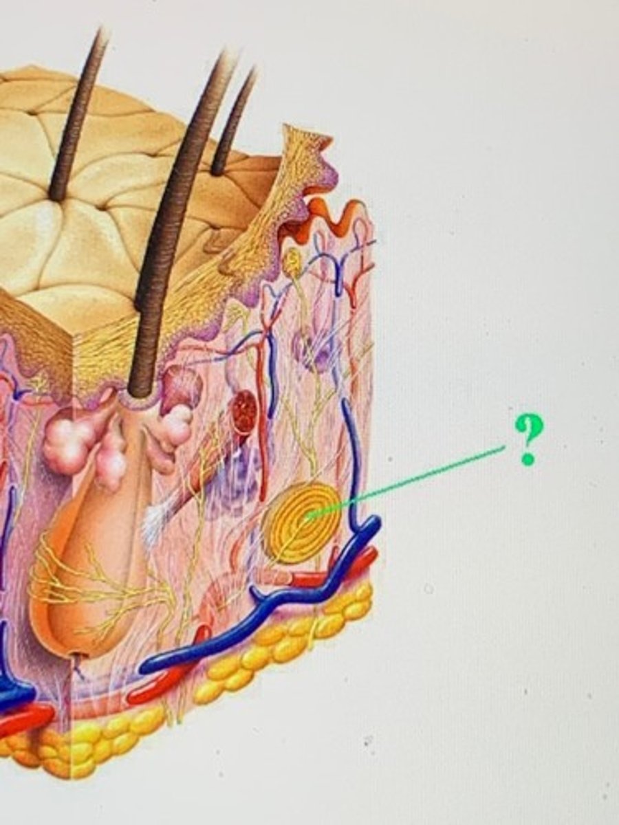 <p>pacinian corpuscle</p>