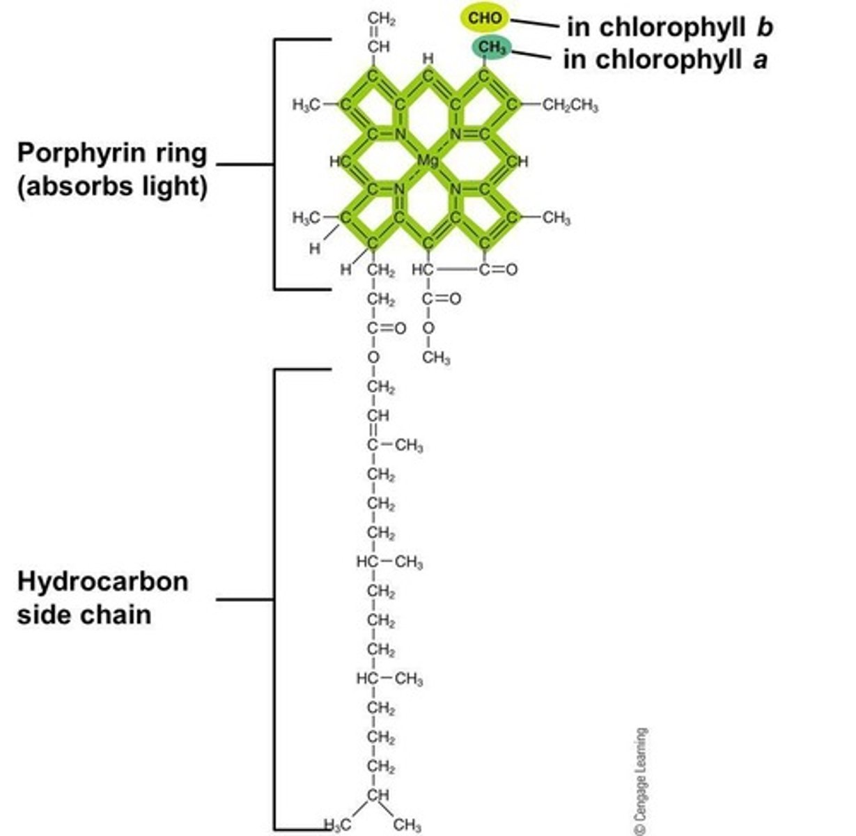 <p>Chlorophyll absorbs light energy, primarily in blue and red wavelengths.</p>
