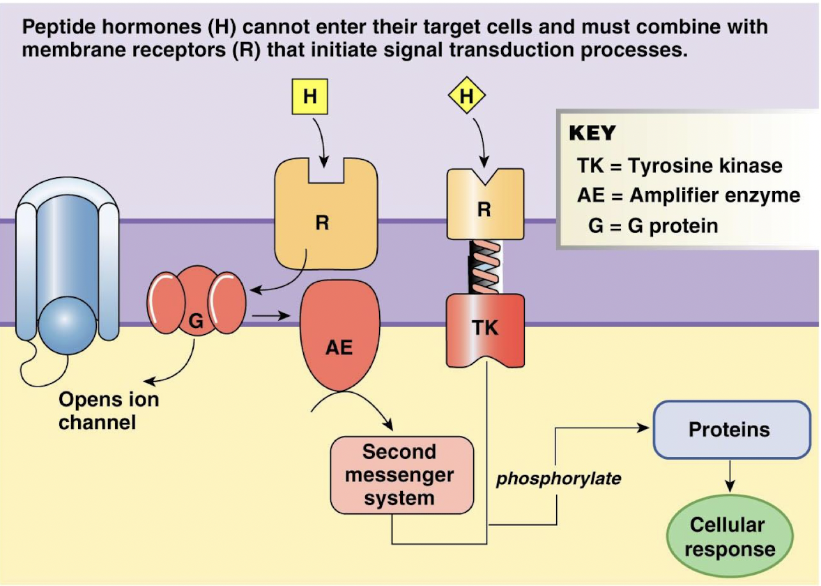 <p>membrane receptors, signal transduction system</p>