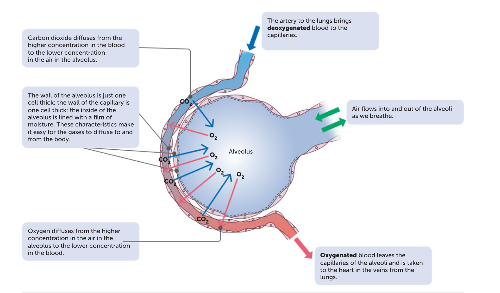 <p>The blood in the capillaries surrounding the alveoli is brought to the lungs by the pulmonary arteries. This blood has been through the capillaries of the body, where much of the oxygen has been taken up by the body cells. Therefore, the blood that comes into the capillaries around the alveoli has a low concentration of oxygen. Oxygen dissolves in the moisture on the inside of the alveolus and diffuses through the membrane, the walls of the capillaries and into the blood. The blood arriving to the capillaries of the alveoli has come from the body circulation where it has picked up carbon dioxide produced by respiration in the cells. The concentration of carbon dioxide in the alveolar capillaries is higher than the concentration in the air in the alveolus. Therefore, carbon dioxide diﬀuses out of the blood and into the air in the alveolus.</p>