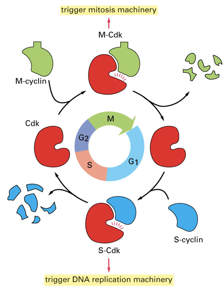 <p>A complex of cdk and cyclin</p><ul><li><p>set of machines made to regulate cell cycle</p><ul><li><p>CDKs - always expressed</p></li><li><p>cyclins - phase dependent expression</p></li></ul></li><li><p>distinct from enzymes that replicate cell components a dedicated cell cycle control machine</p></li><li><p>Regulatory mechanisms: expression, activity, interaction, degradation</p></li></ul><p></p>